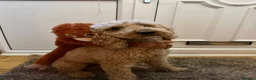 Labradoodle dogs for stud: Teddy mini labradoodle  in Liverpool - Advert 3