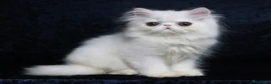White boy Persian kitten