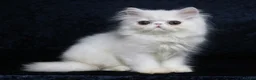 Persian cats for sale: White boy persian kitten - ready 6th July - Advert 1