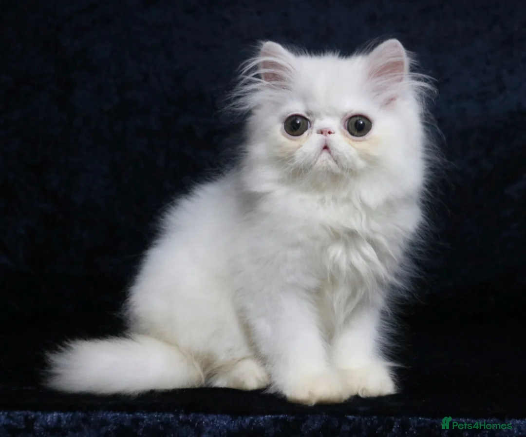 Persian cats for sale: White boy persian kitten - ready 6th July - Advert 1