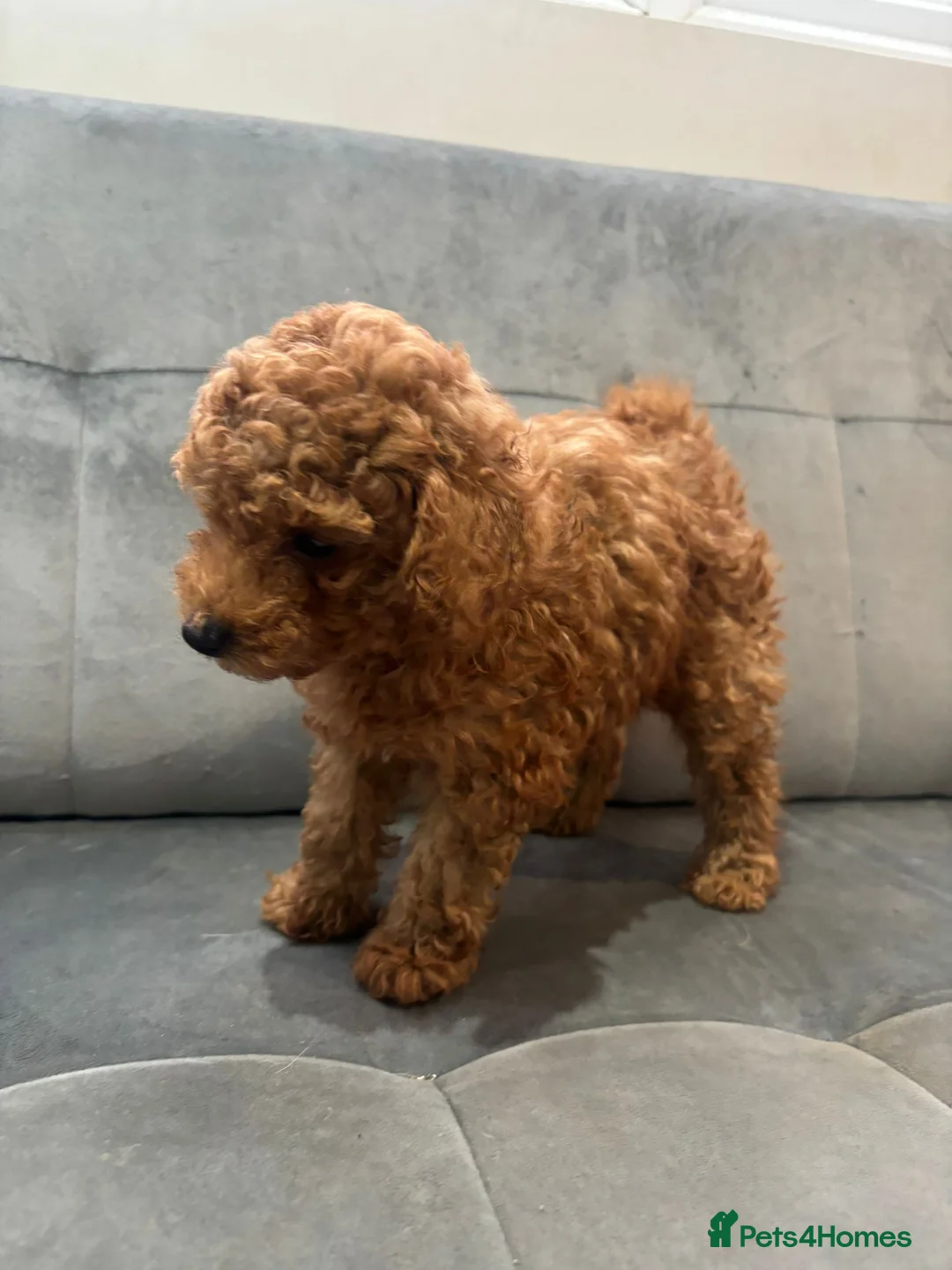 Toy Poodle dogs for sale: Advanced Trained Toy Poodle  - Advert 3