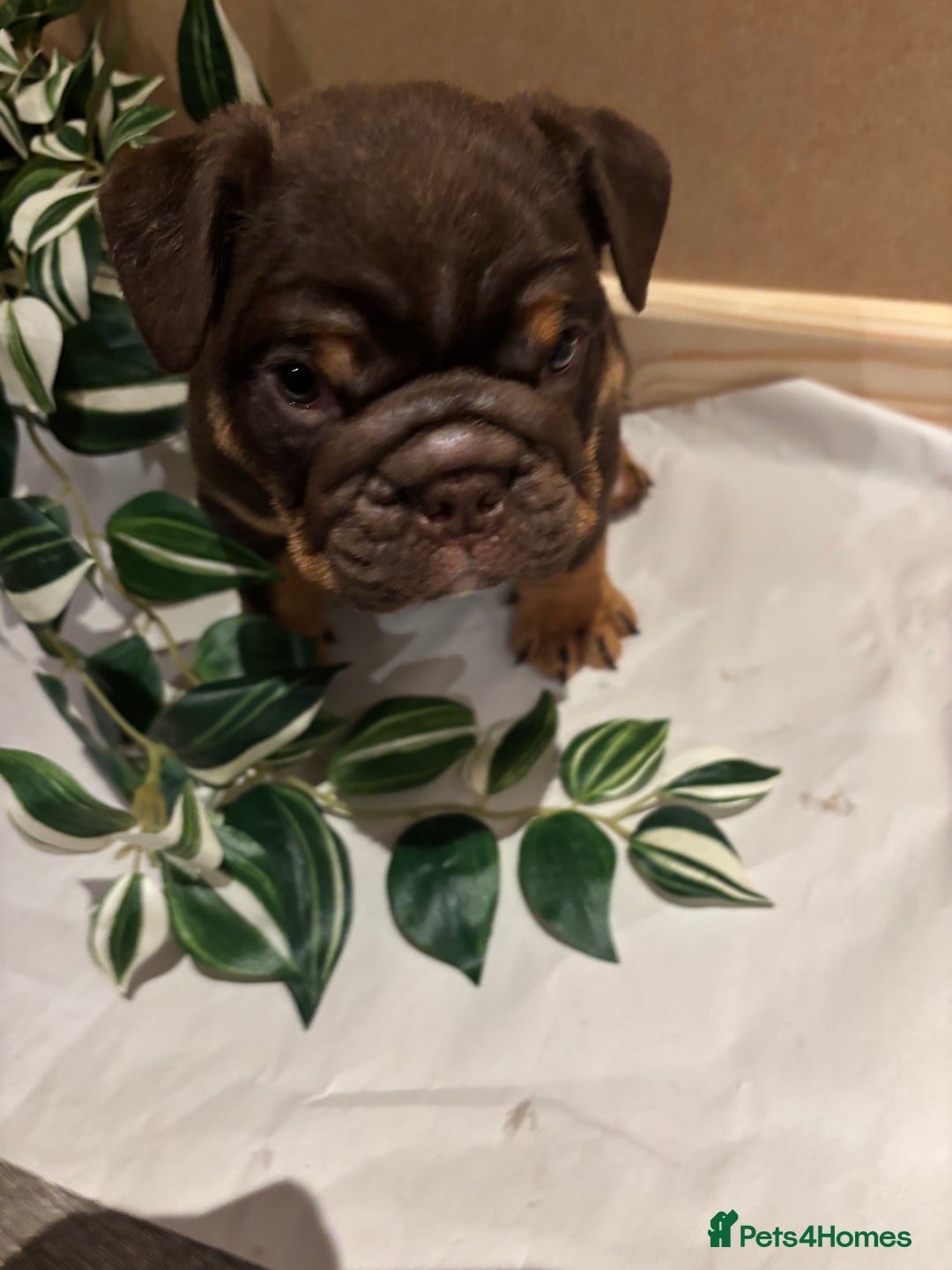 English Bulldog dogs for sale: Bulldog Puppies Champion bloodlines - Advert 11