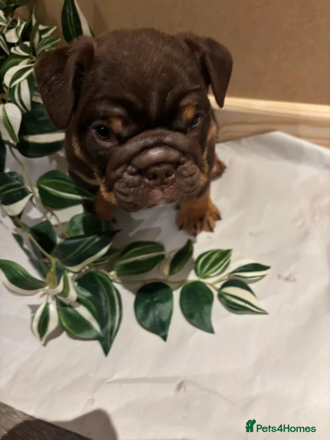English Bulldog dogs for sale: Bulldog Puppies Champion bloodlines - Advert 16