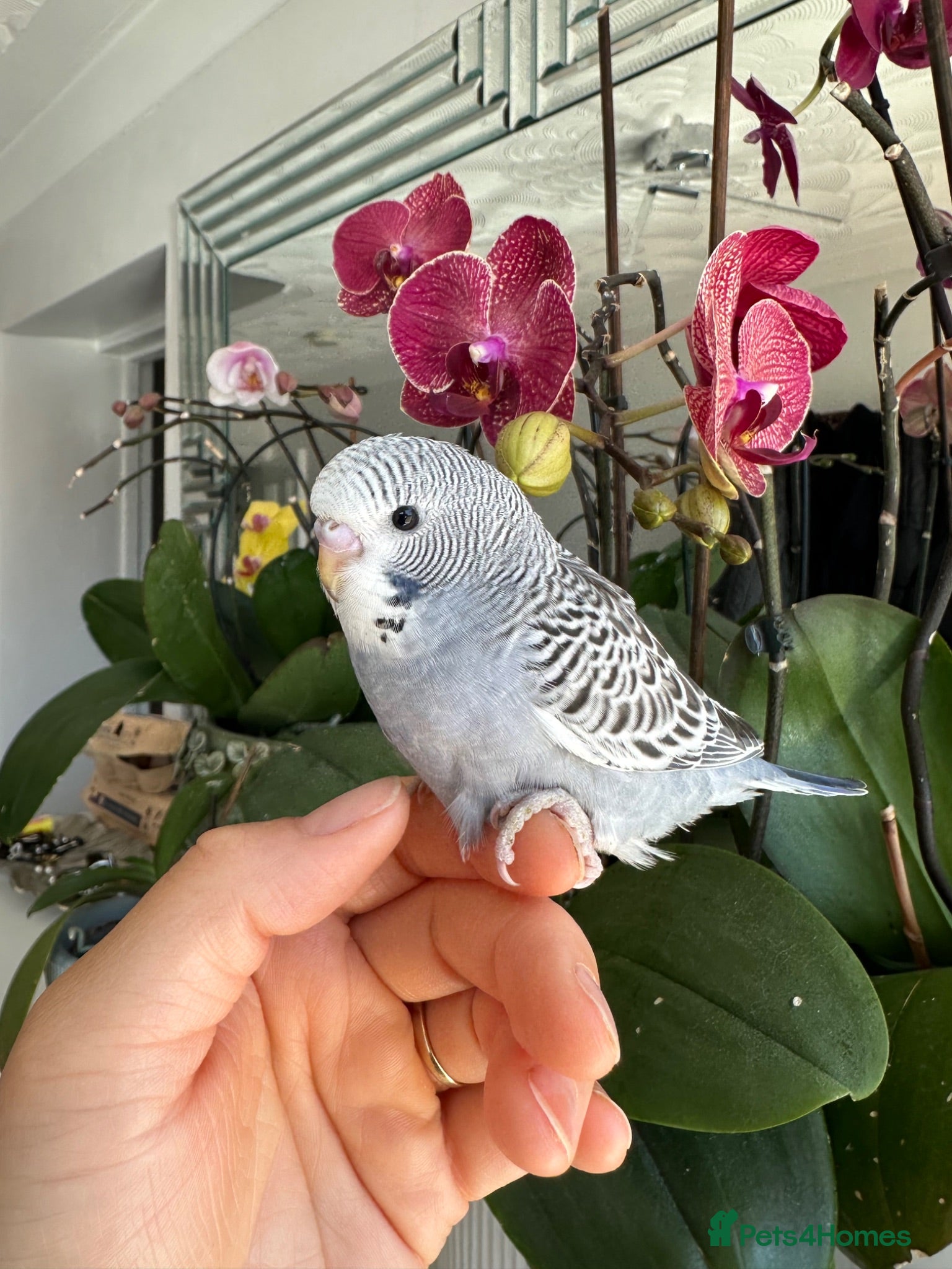 Budgerigars birds Hand tame male and female baby budgie  - Advert 2