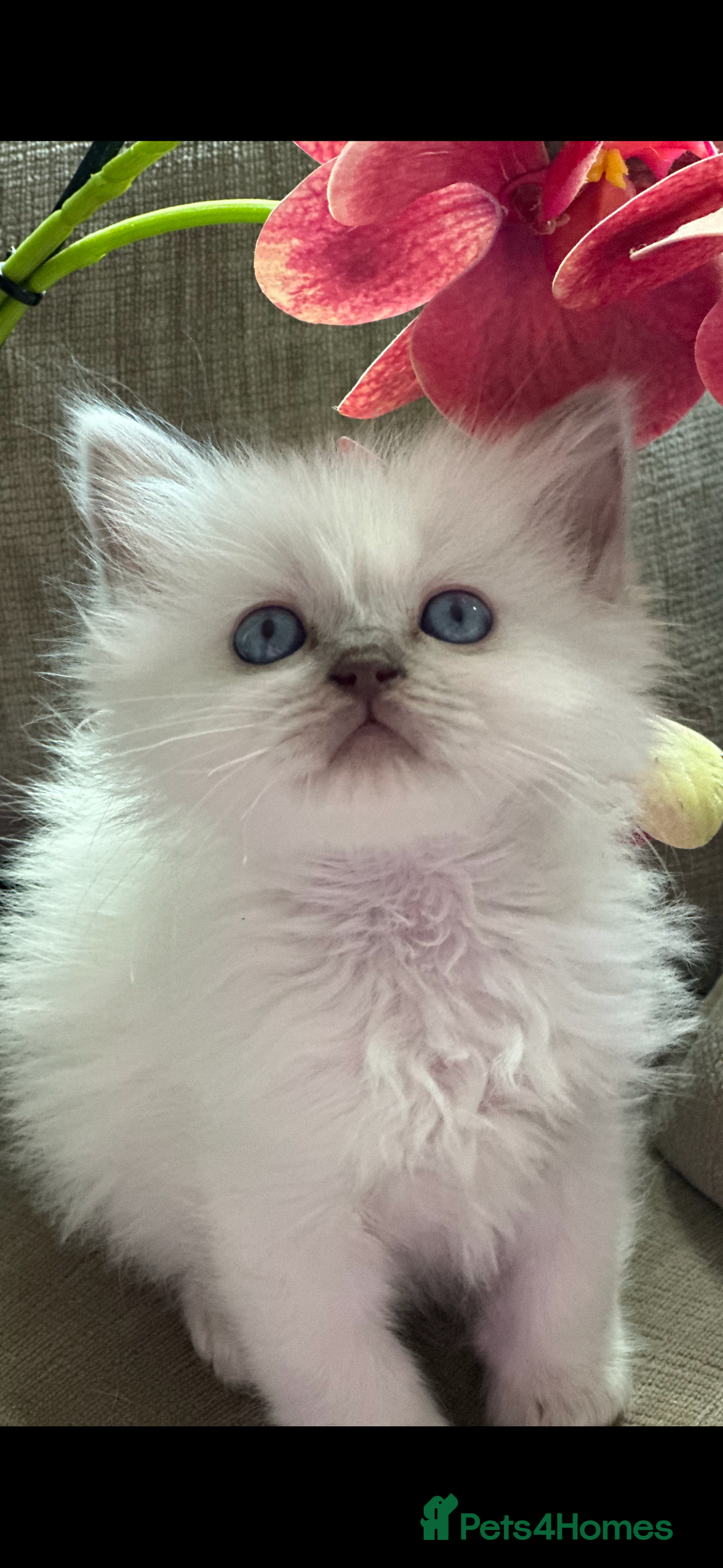 Ragdoll cats for sale: 🎀🦋 Stunning GCCF reg Kittens 🦋🎀 - Advert 17