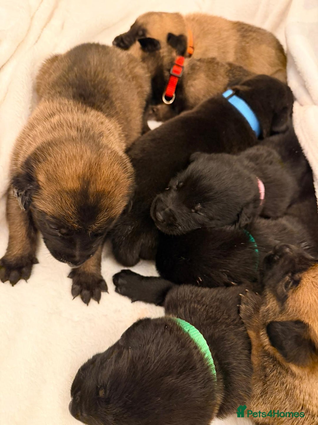 Belgian Shepherd Dog dogs for sale: Top working bloodline belgian malinois puppies - Advert 26