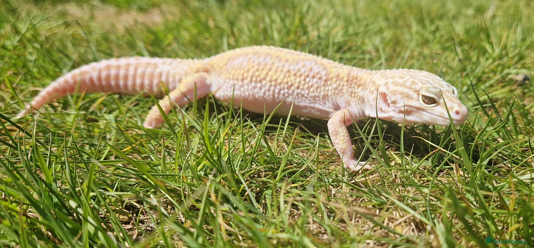 Leopard Gecko reptiles for sale: Stunning Male Albino Leapord Gecko and full set up - Image 2
