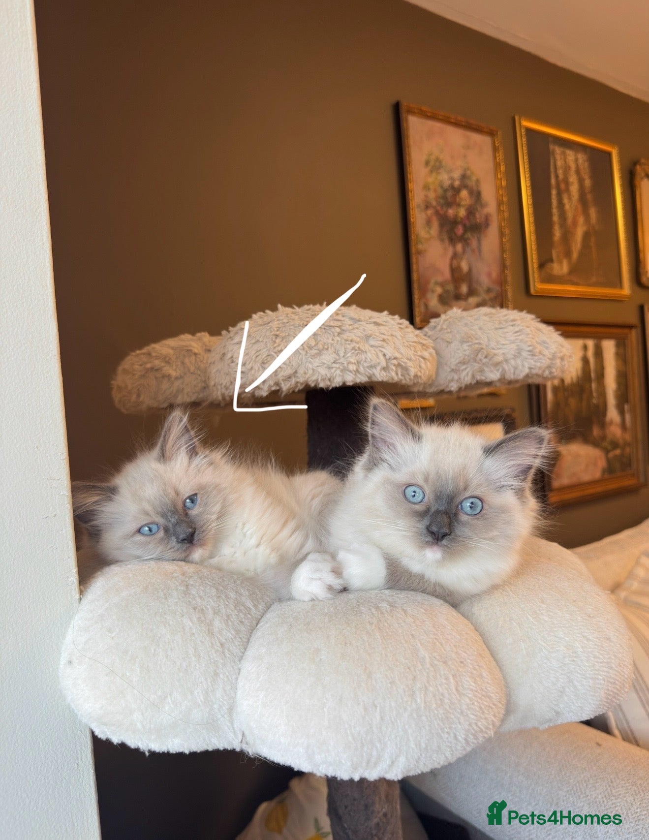 Ragdoll cats Pure bred European Ragdolls  - Advert 2