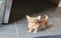 Chihuahua dogs for sale: Kc lilac small chihuahua  - Image 16