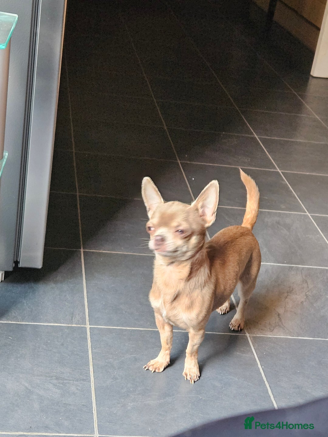 Chihuahua dogs for sale: Kc lilac small chihuahua  - Image 16