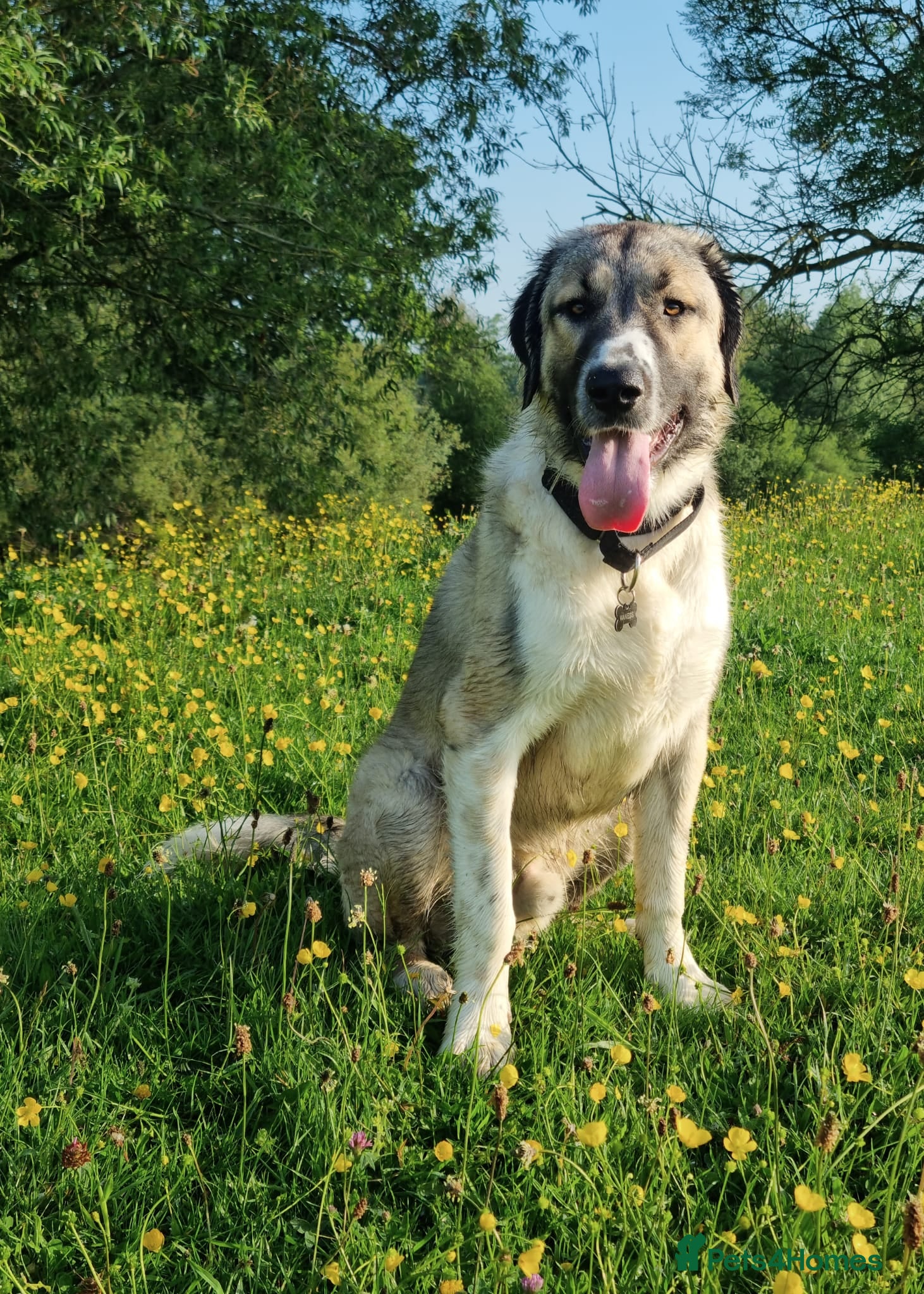 Mixed Breed dogs 🐾💙TUKE – FULL OF ENTHUSIASM AND HEART 🐾 - Advert 2