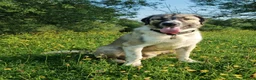 Mixed Breed dogs for adoption: 🐾Tuke  - Advert 15