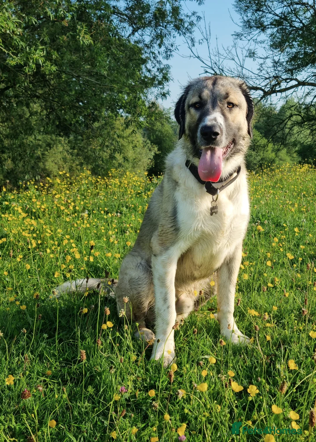 Mixed Breed dogs for adoption: 🐾💙TUKE – NOW RESERVED 🐾 - Advert 1