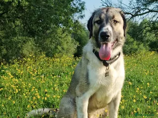 Mixed Breed dogs 🐾💙TUKE – FULL OF ENTHUSIASM AND HEART 🐾 - Advert 2