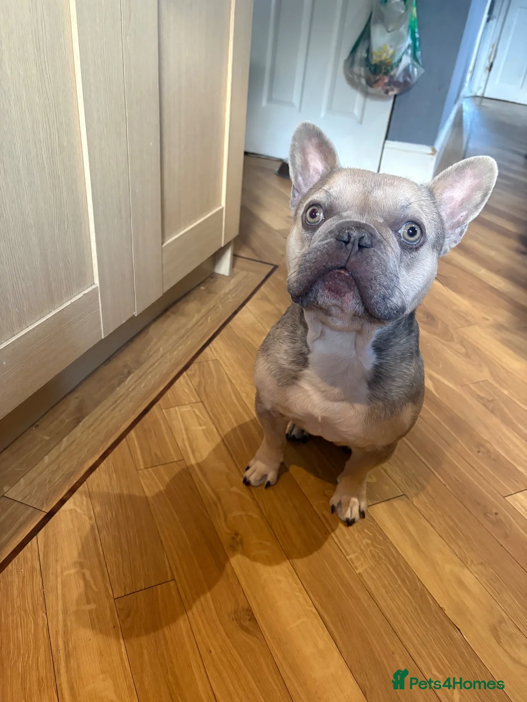 French Bulldog dogs for sale: French bulldog male - Advert 5