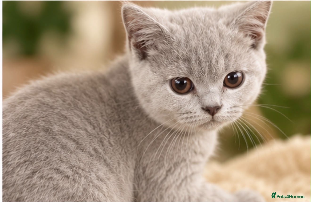 Brazilian Shorthair cats for sale: 💙💙Lilac male Kitten ready  💙💙 - Advert 2