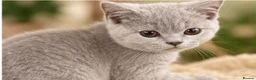 Brazilian Shorthair cats for sale: 💙💙💙💙Lilac & Blue Kittens 💙💙💙💙 - Advert 5
