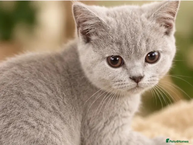 Brazilian Shorthair cats for sale: 💙💙Lilac male Kitten ready 💙💙 - Advert 2