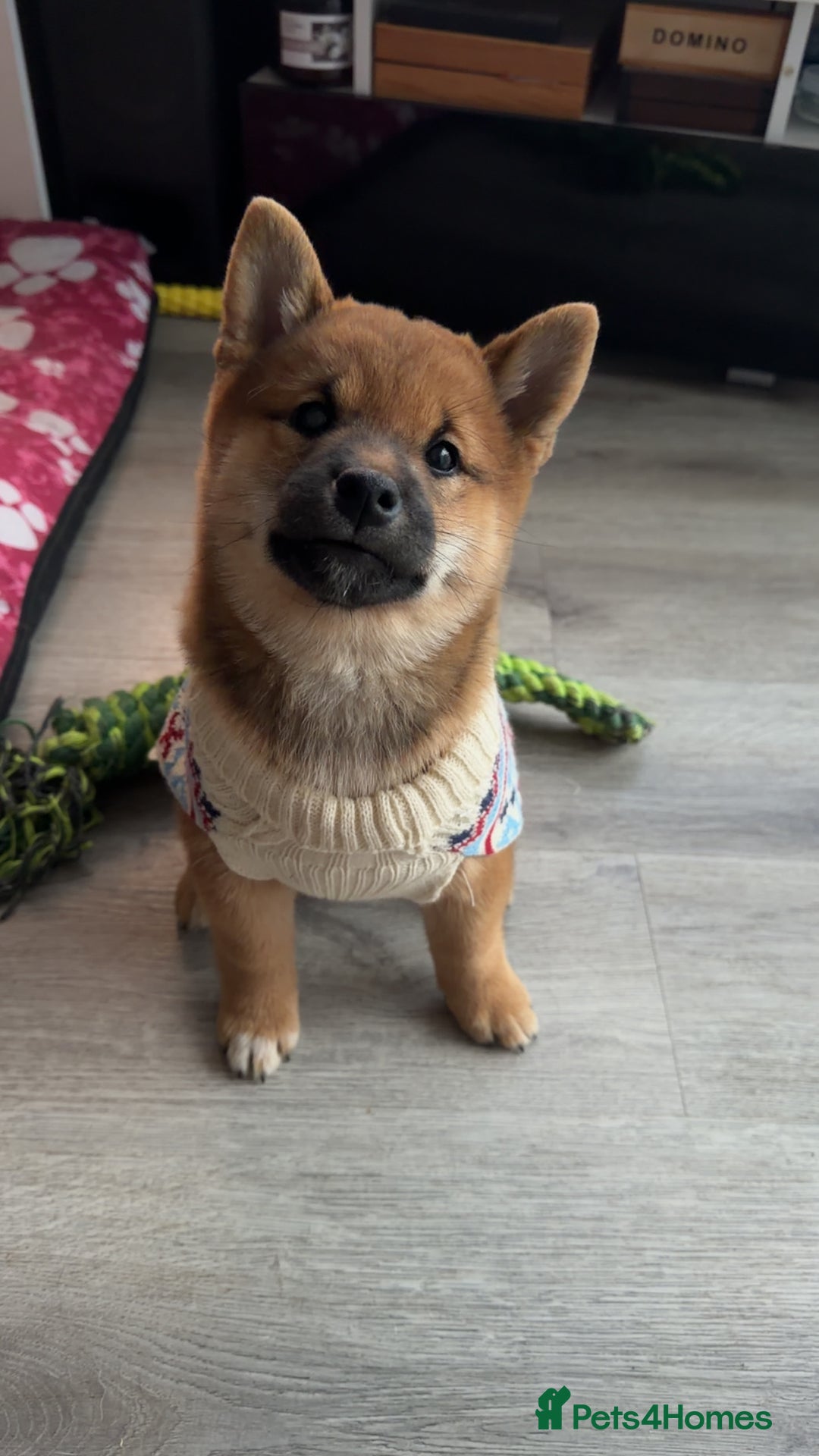 Japanese Shiba Inu dogs for sale: Japanese Shiba Inu  - Advert 14