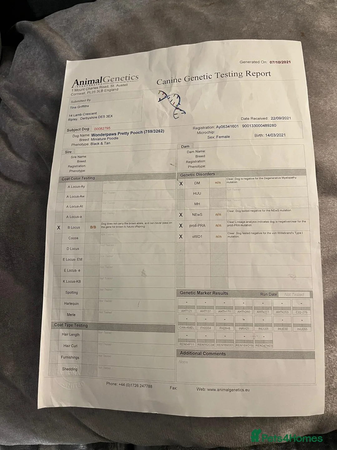 Toy Poodle dogs for sale: Now Ready for their forever loving home - Advert 18