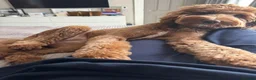 Goldendoodle dogs for sale: WAITING LIST OPEN - AUSSIE DOODLES  - Advert 24