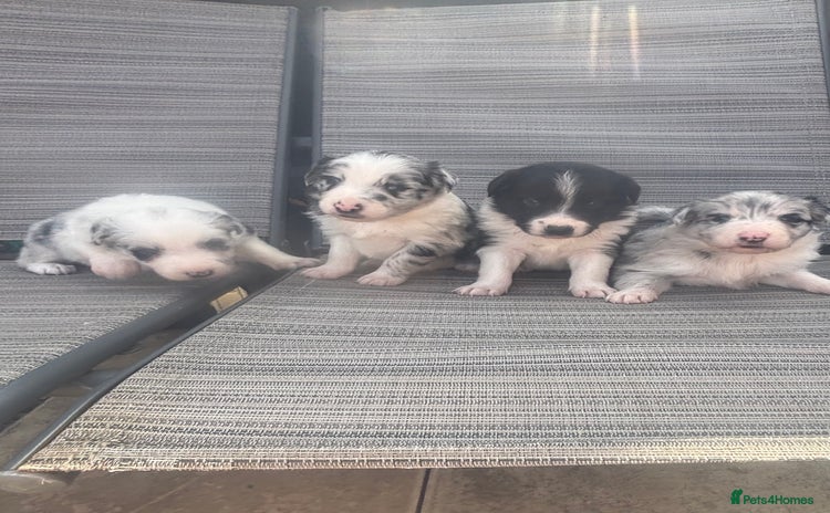 Border Collie dogs - Advert 5