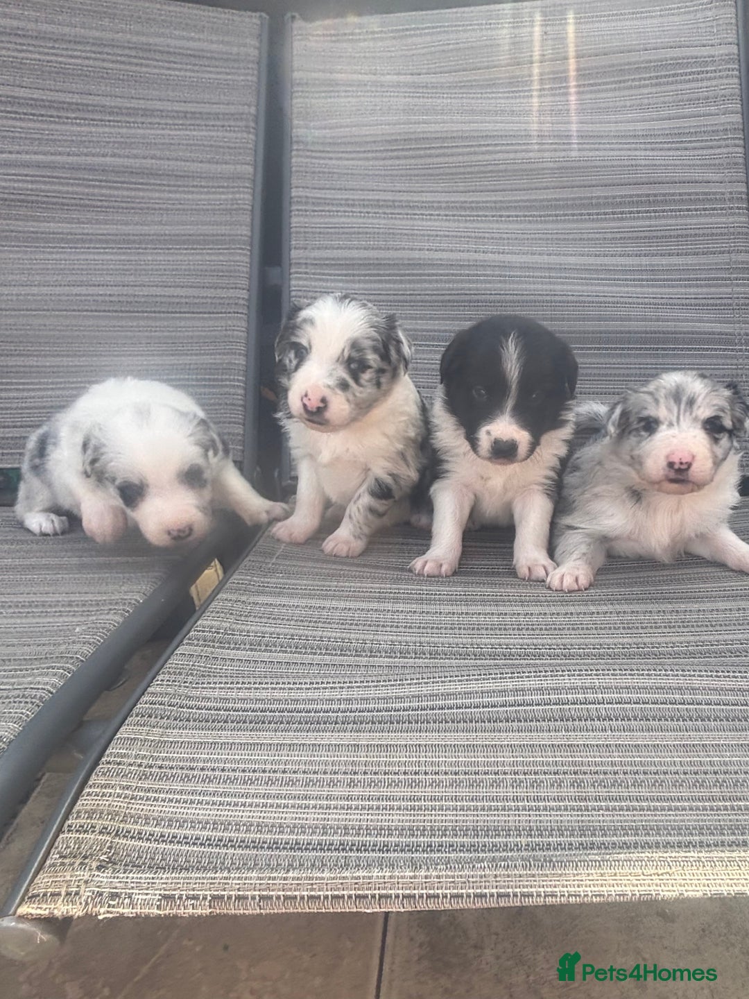 Border Collie dogs for sale: Fluffy long coat Blue merle border collie puppies - Image 9