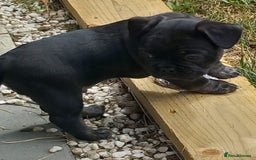 French Bulldog dogs for sale: French Bulldog pups - Image 8