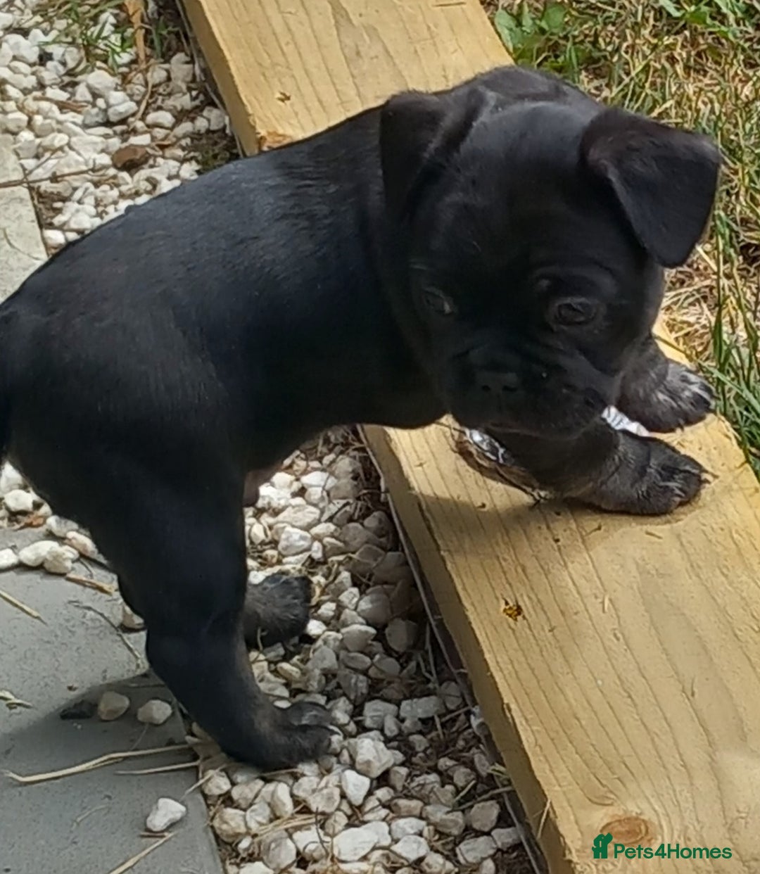 French Bulldog dogs for sale: French Bulldog pups - Image 8