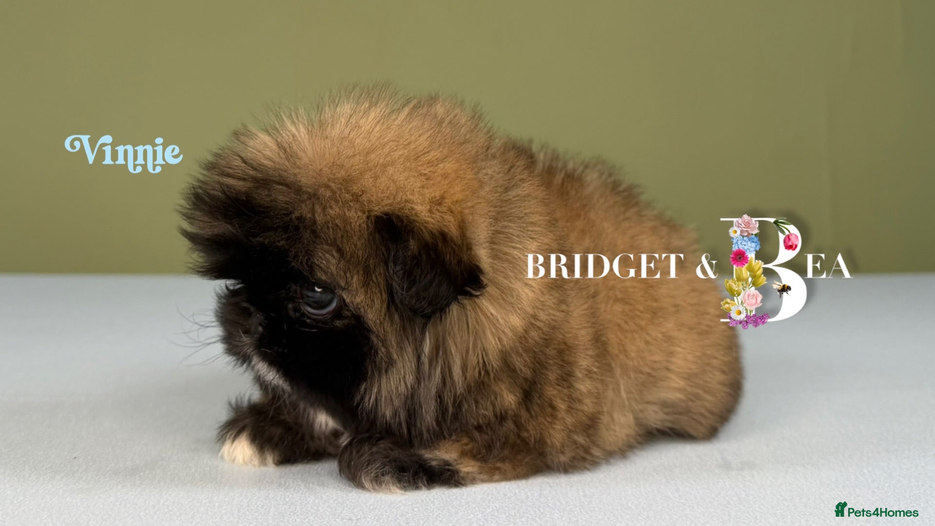 Pekingese dogs for sale: Fawn girl & boy kc reg licensed breeder - Advert 11