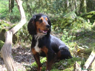 Cocker Spaniel dogs Health Tested Black & Tan W/Cocker Spaniel Stud in Totnes - Advert 2