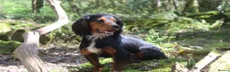 Cocker Spaniel dogs for stud: Health Tested Black & Tan W/Cocker Spaniel Stud in Totnes - Advert 1