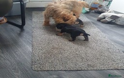 Border Terrier dogs for sale: 2 little sisters  - Image 5