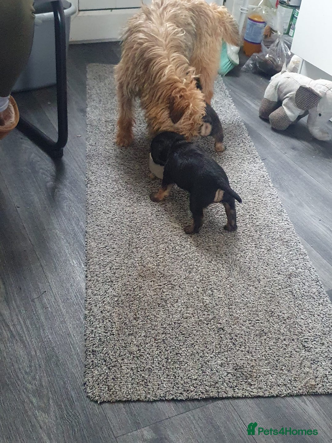 Border Terrier dogs for sale: 2 little sisters  - Image 5