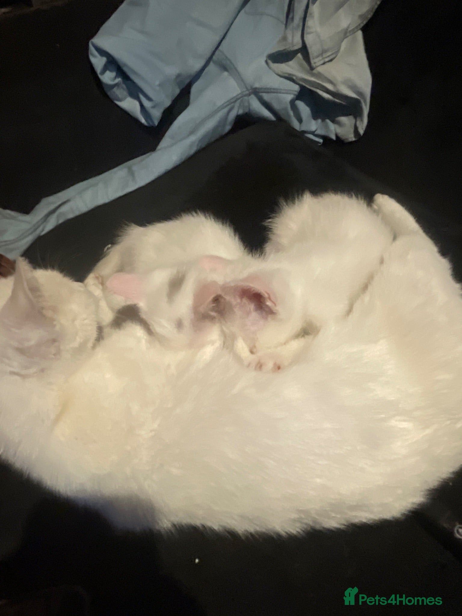 British Shorthair cats One white all white boy and girl has small patch  - Advert 1