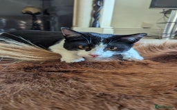 Lykoi cats for sale: Stunning Lykoi White, Black & White Furry Boys - Image 8