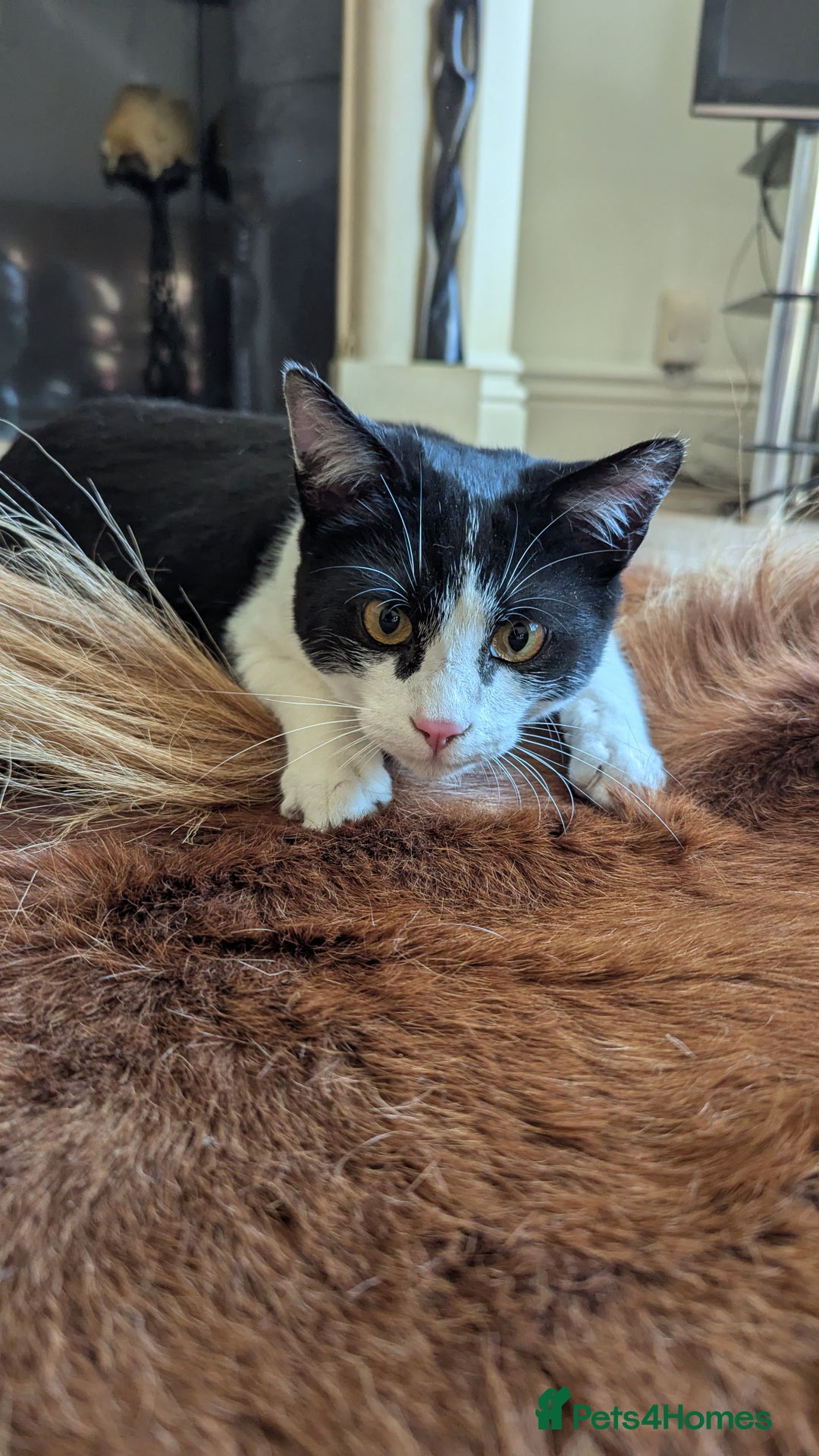 Lykoi cats for sale: Stunning Lykoi White, Black & White Furry Boys - Image 8