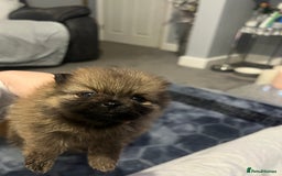 Pomeranian dogs for sale: Pomeranian puppy’s  - Image 11
