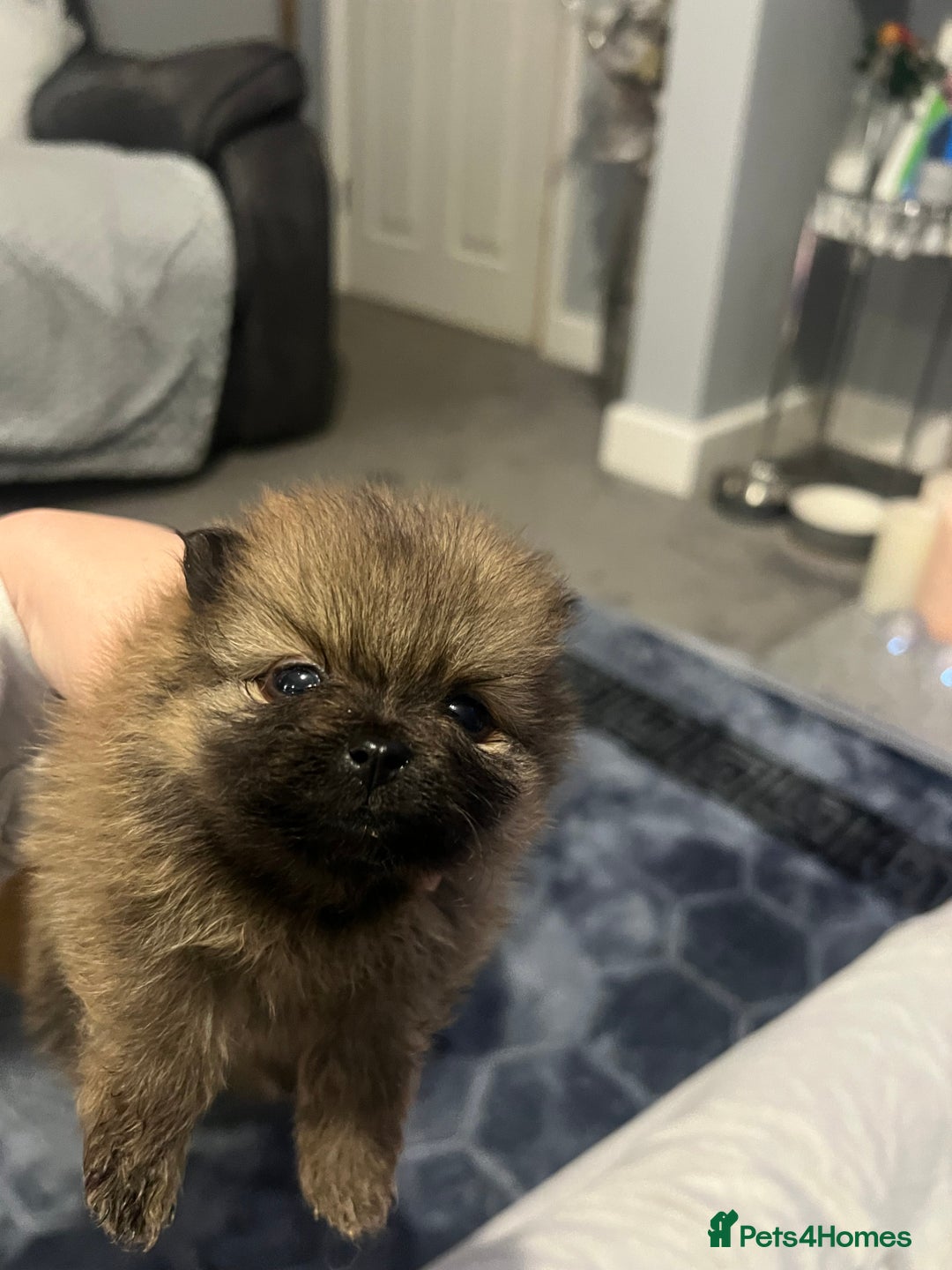 Pomeranian dogs for sale: Pomeranian puppy’s  - Image 11