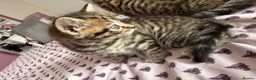 British Shorthair cats for sale: Adorable Kittens Looking for Loving Homes 🐾 - Advert 24