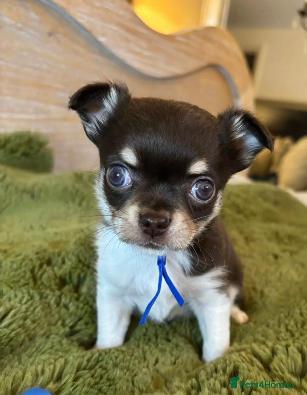 Chihuahua dogs for sale: Chocolate chihuahua boys ready now  - Advert 15
