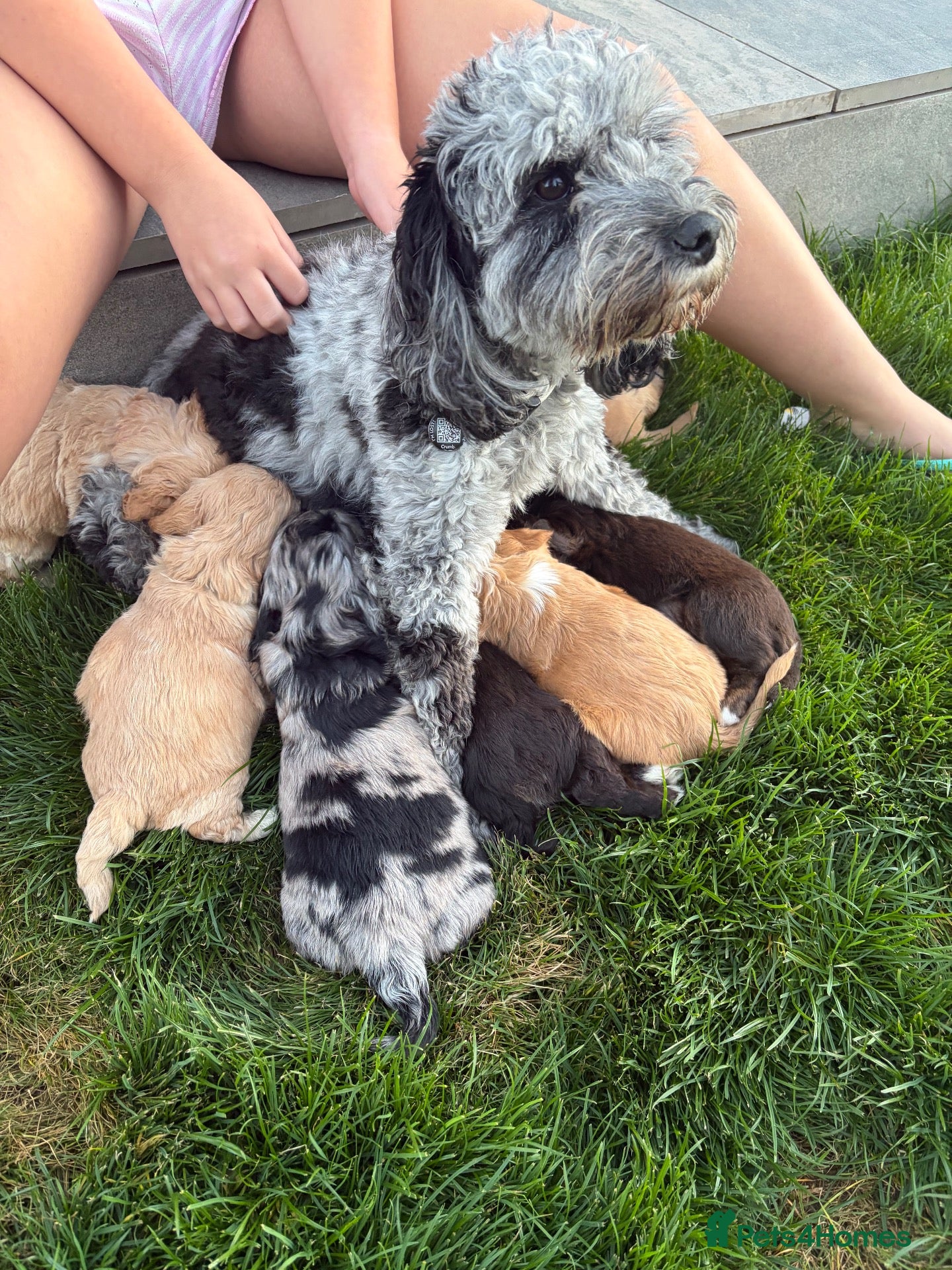 Cockapoo dogs 5 miniature cockapoos  - Advert 2