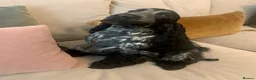 Cocker Spaniel dogs for sale: Mrs Linda McLaren - Advert 6