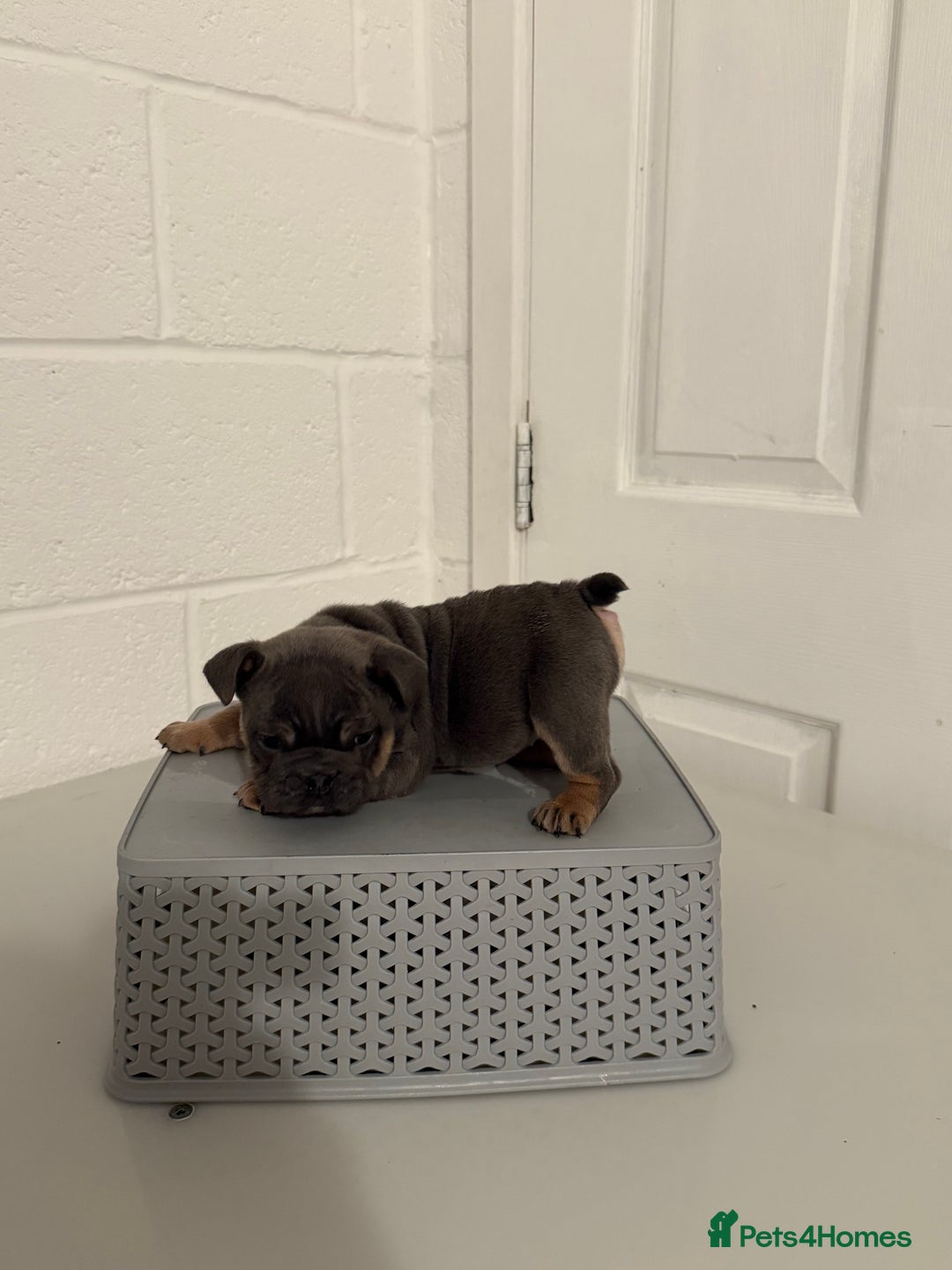 English Bulldog dogs for sale: A LITTER NOT TO BE MISSED 🔥 - Advert 8