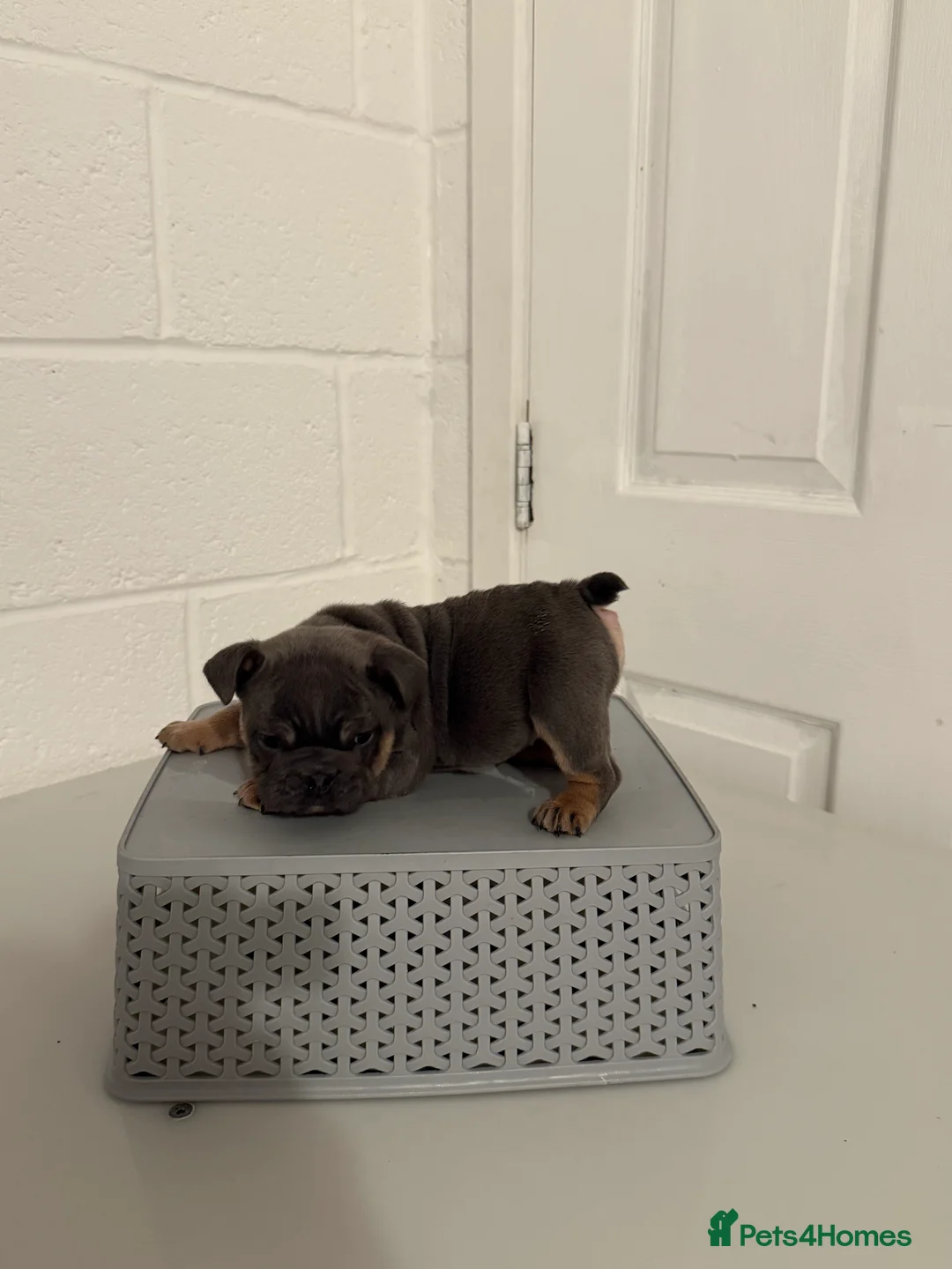 English Bulldog dogs for sale: 1 stunning female left 🔥🔥🔥 - Advert 8