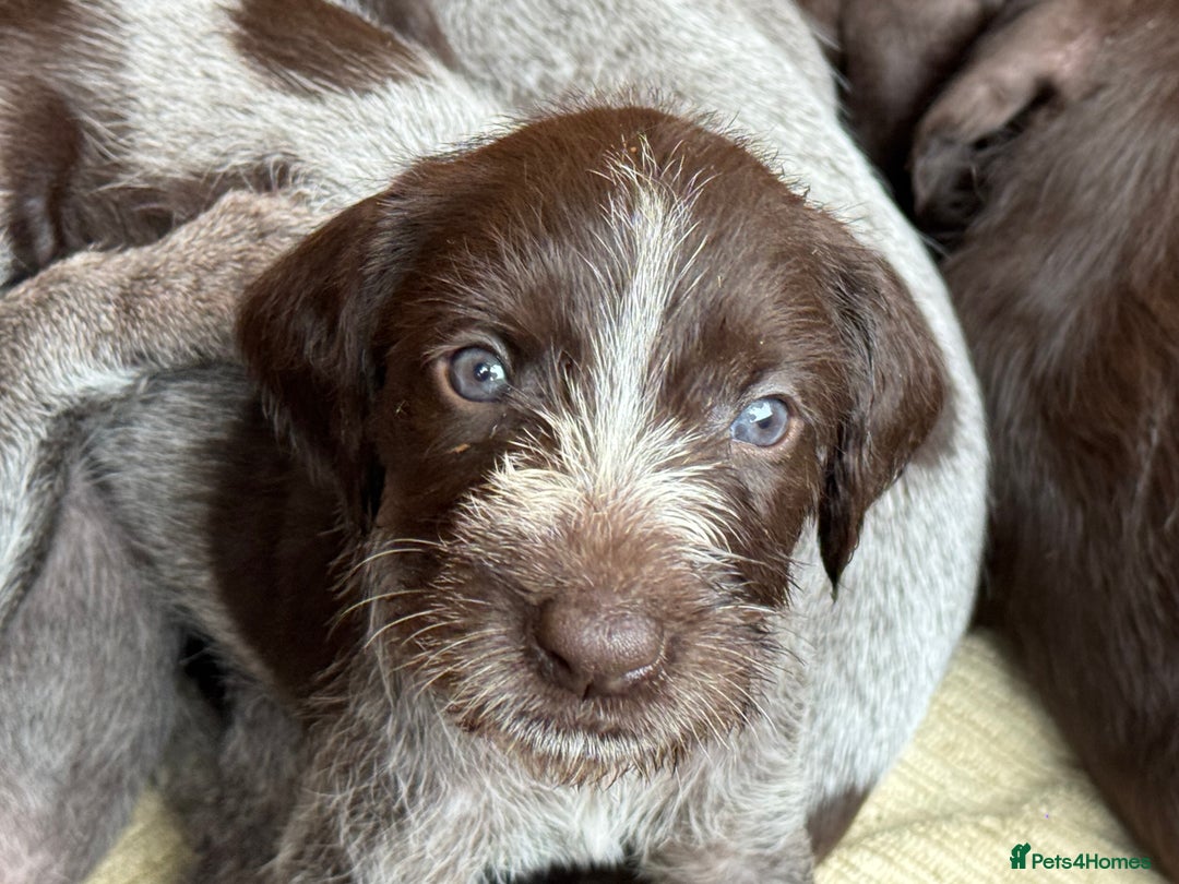 German Wirehaired Pointer dogs for sale: German Wire-haired Pointers of sale - Image 5