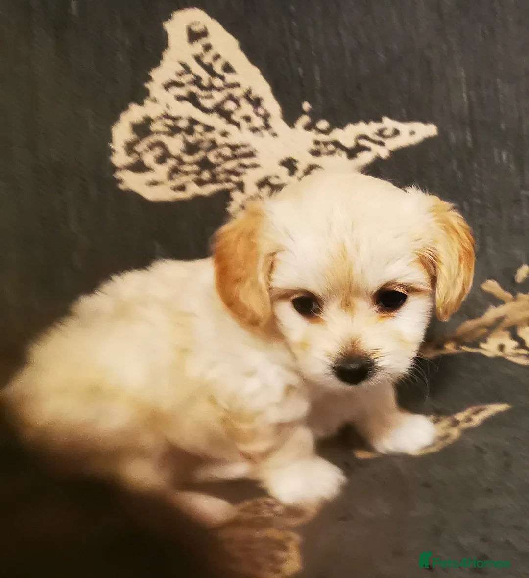 Mixed Breed dogs for sale: Bichon Frisee/Maltese.  - Advert 5