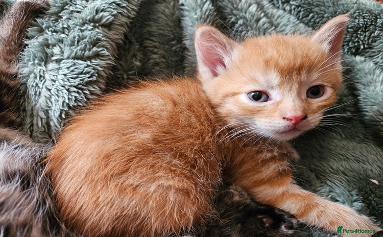 Mixed Breed cats - Advert 2