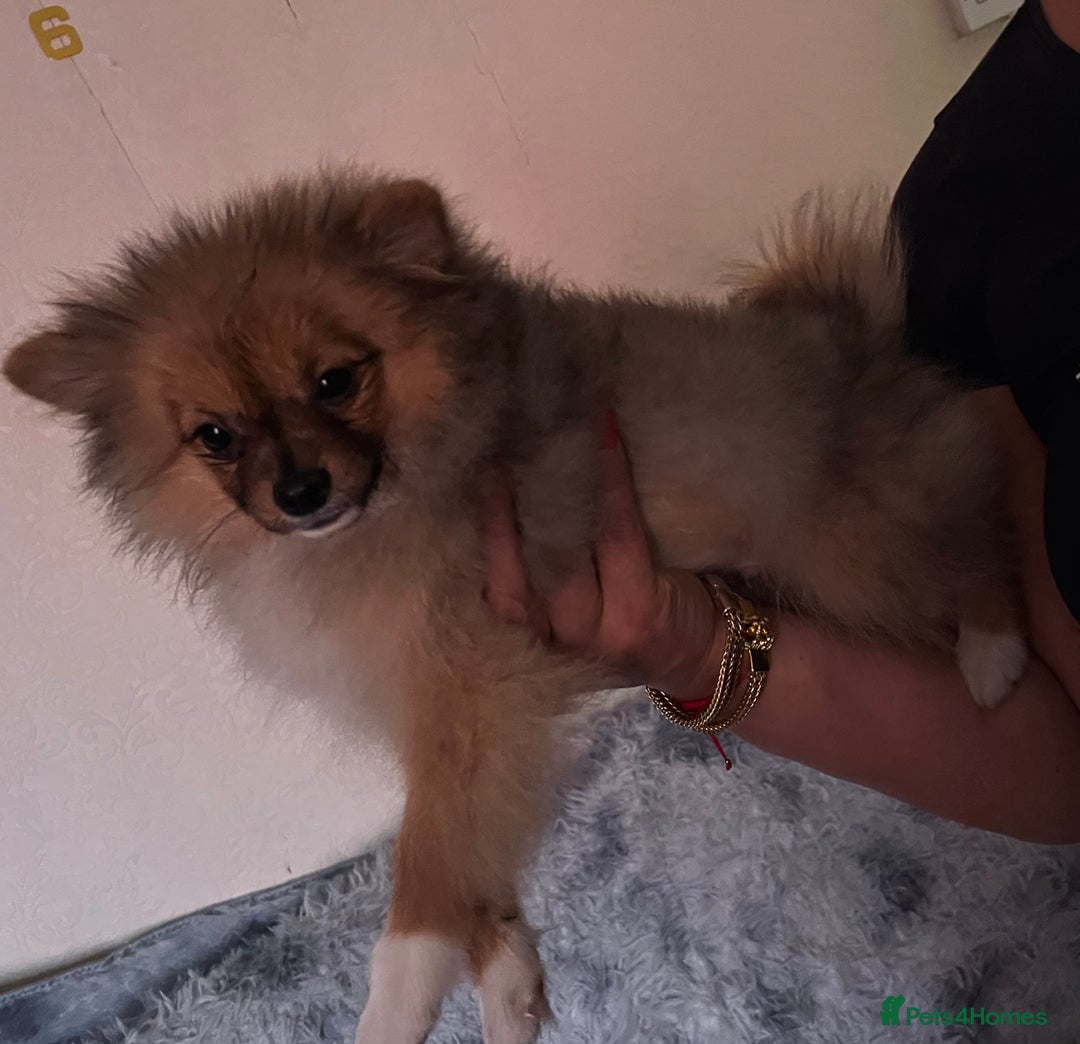 Pomeranian dogs for sale: Pomeranian girls and boys available  - Image 8