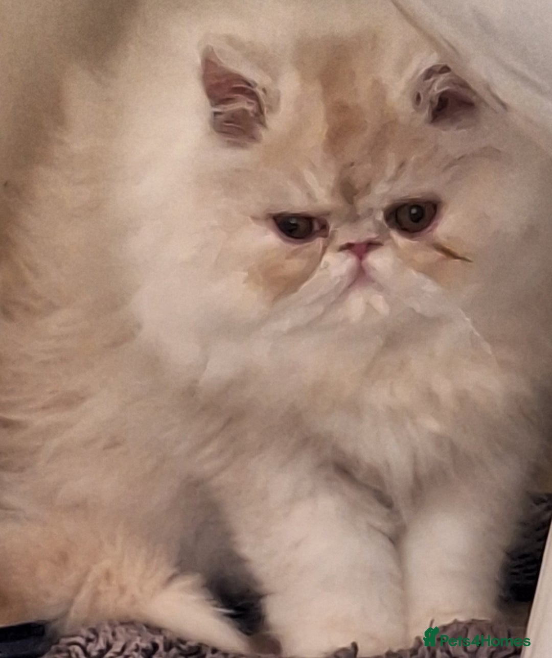 Persian cats for sale: 1  beautiful  stunning male persian available  - Advert 11